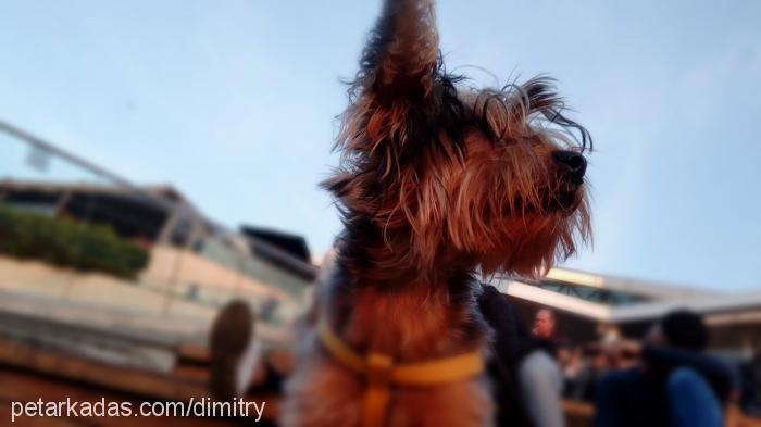 puchi Erkek Yorkshire Terrier