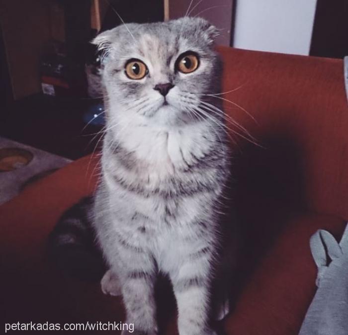 athena Dişi Scottish Fold