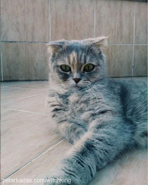 athena Dişi Scottish Fold