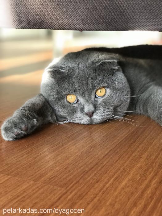 duman Erkek Scottish Fold