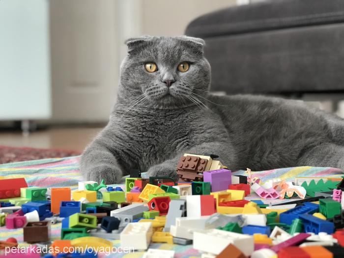 duman Erkek Scottish Fold