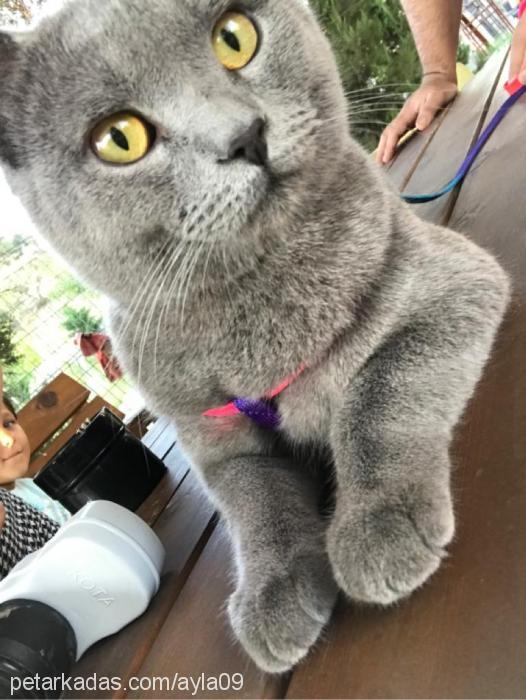 tontiş Erkek British Shorthair