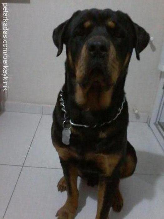 bolt Erkek Rottweiler