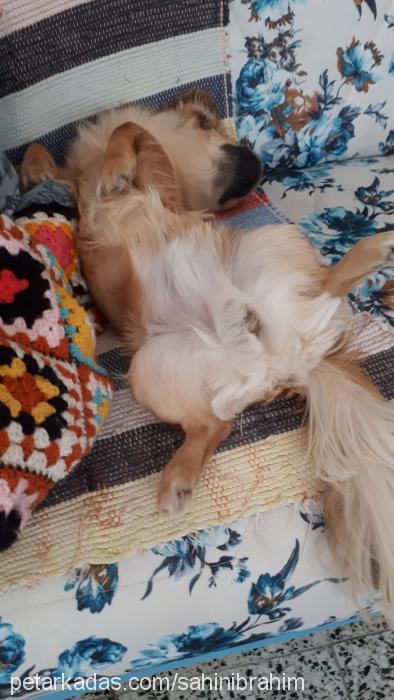 tarçın Erkek Pekingese