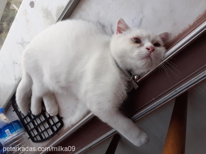 milka Erkek British Shorthair