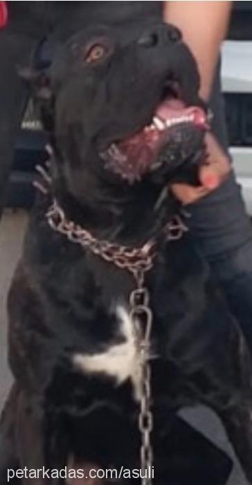 asi Erkek Cane Corso Italiano