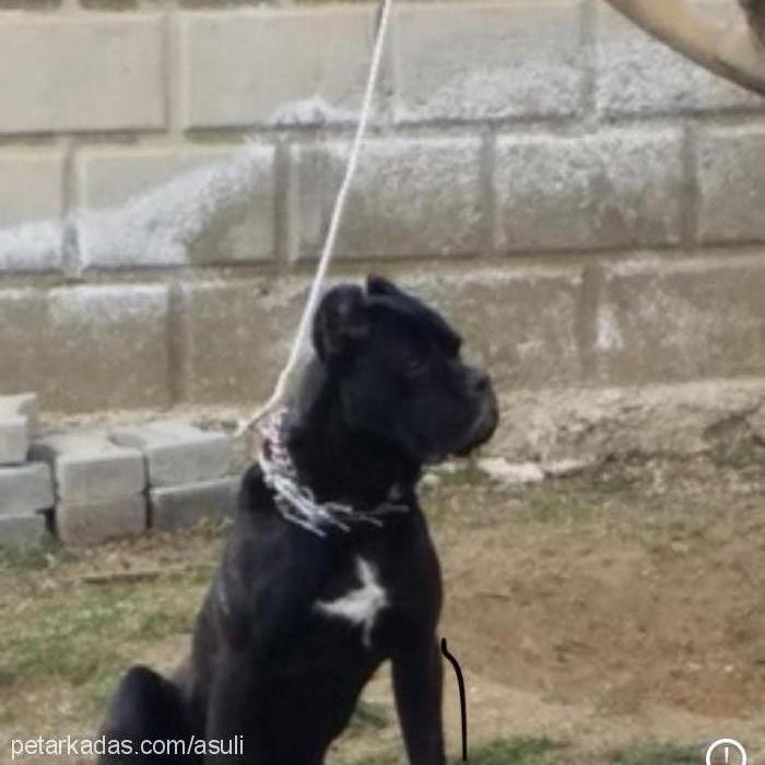 asi Erkek Cane Corso Italiano