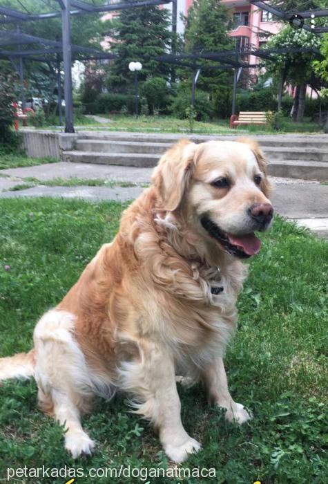 forest Erkek Golden Retriever