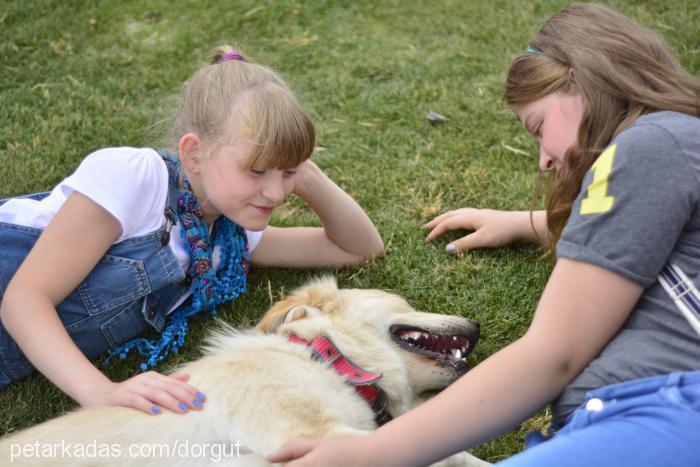 lady Dişi Golden Retriever