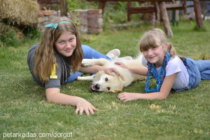 lady Dişi Golden Retriever