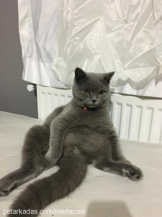 duman Erkek British Shorthair