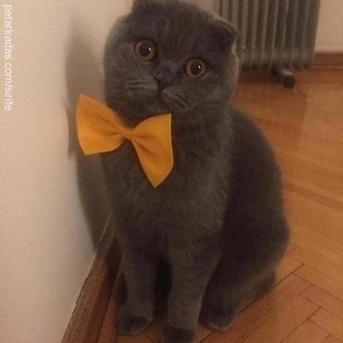 siri Dişi Scottish Fold