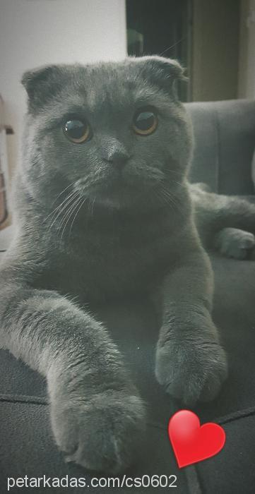 mithat Erkek Scottish Fold