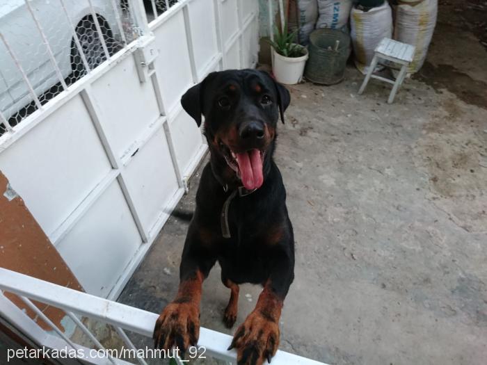 fIstIk Dişi Rottweiler