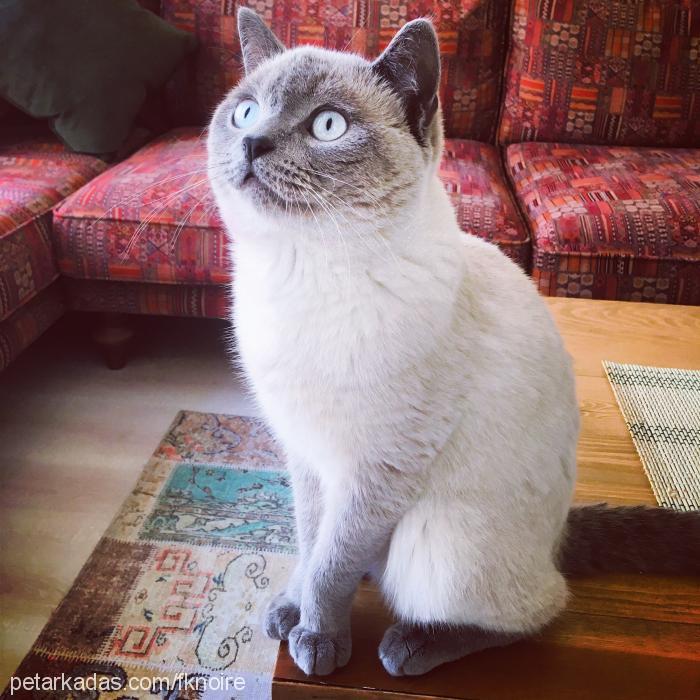 lucky Erkek Scottish Fold