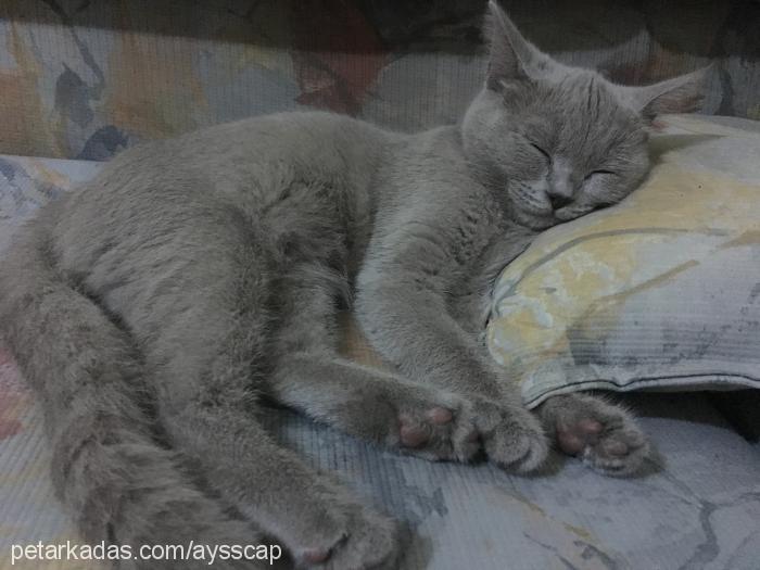 mia Dişi British Shorthair