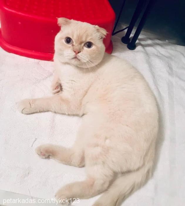 sütlaç Erkek British Shorthair