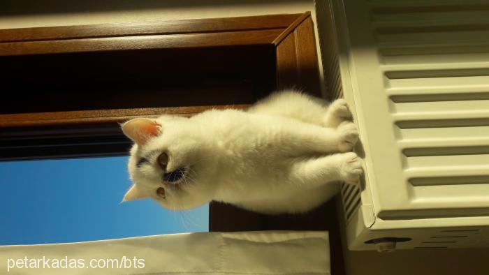 sakızhanım Dişi Exotic Shorthair