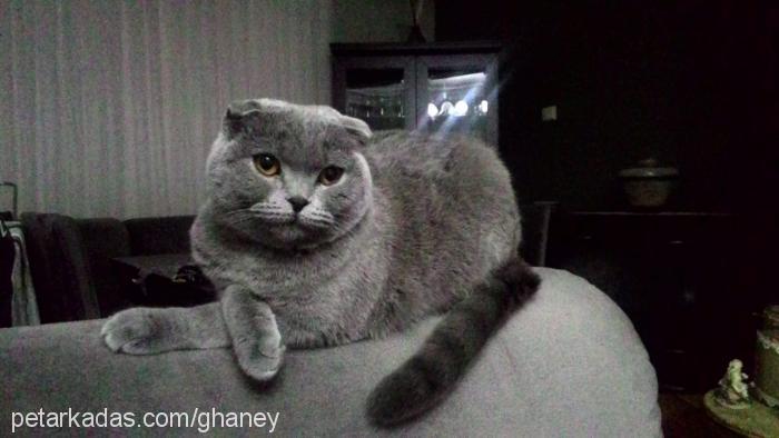 arya Dişi Scottish Fold