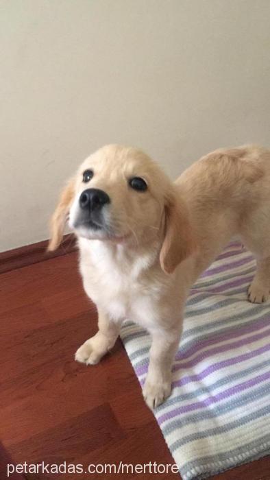 bebek Erkek Golden Retriever