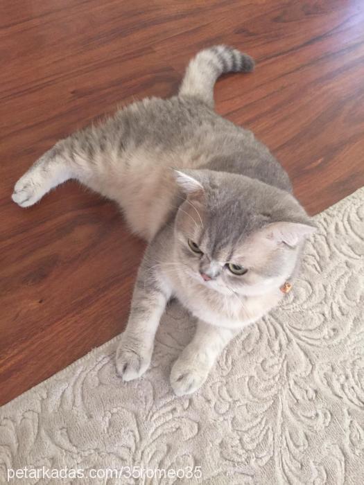 romeo Erkek British Shorthair