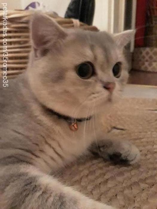 romeo Erkek British Shorthair