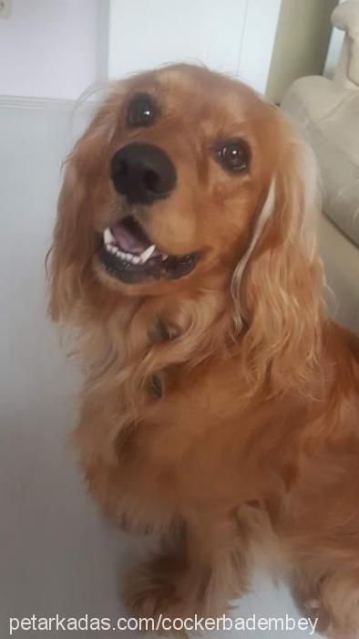 Badem Erkek Amerikan Cocker Spaniel