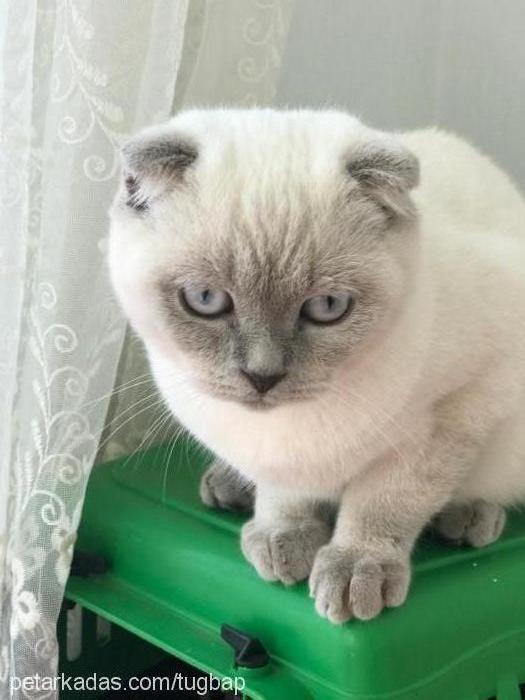 paŞa Erkek Brazilian Shorthair