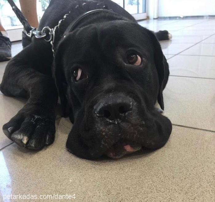 dante Erkek Cane Corso Italiano