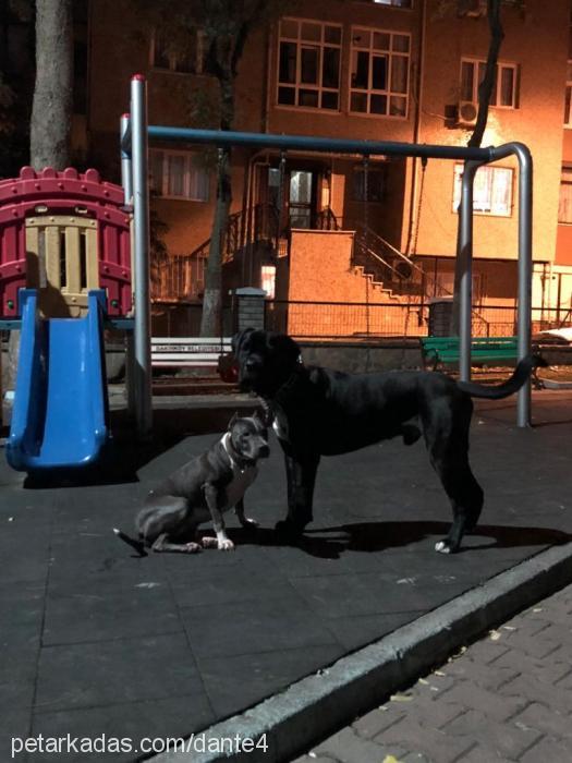 dante Erkek Cane Corso Italiano