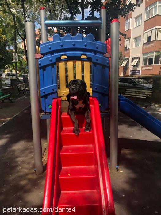 dante Erkek Cane Corso Italiano