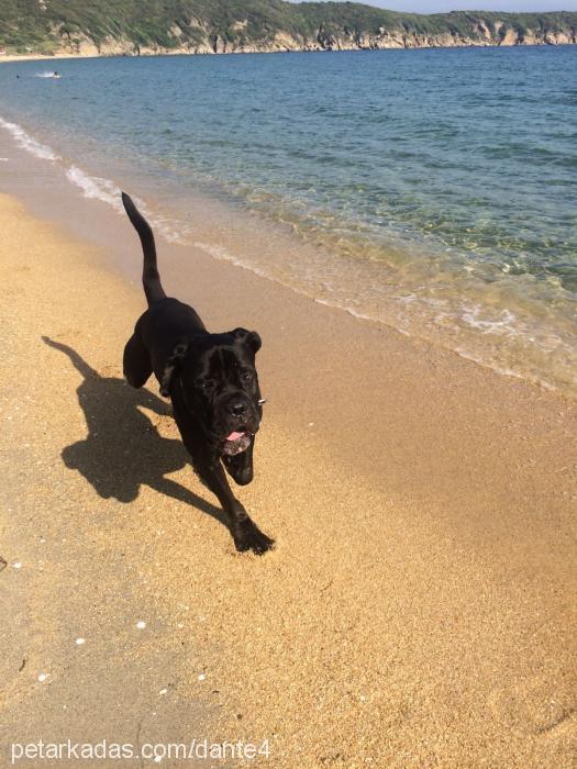 dante Erkek Cane Corso Italiano