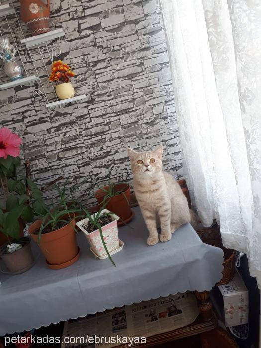 mia Dişi British Shorthair