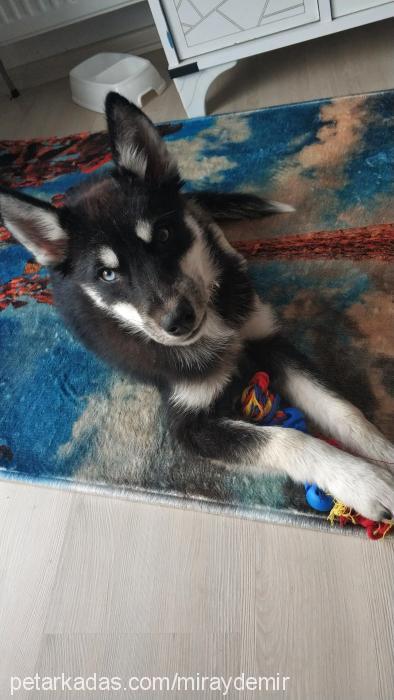 riley Dişi Sibirya Kurdu (Husky)