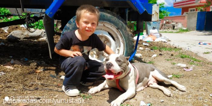 baramanas Dişi Amerikan Staffordshire Terrier