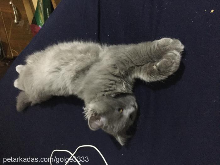 gölge Erkek British Shorthair