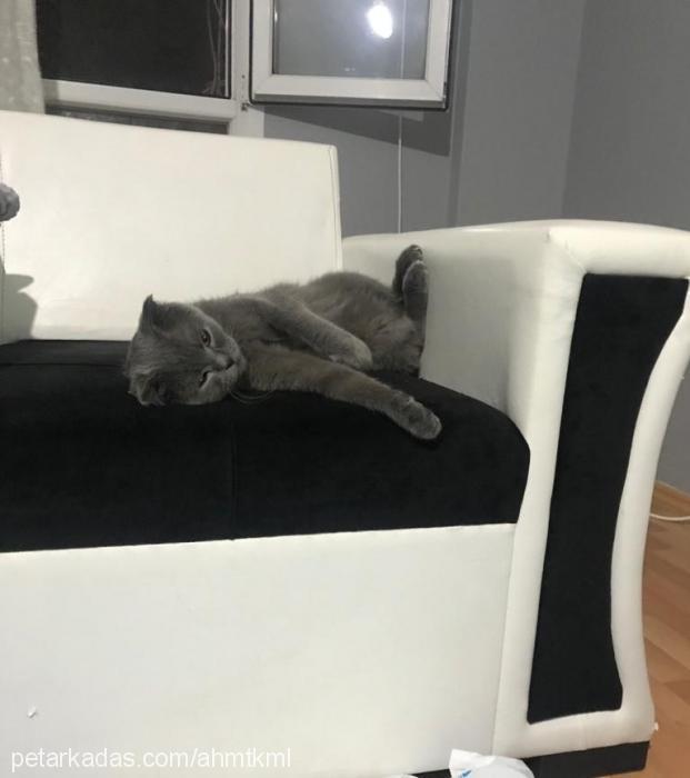 paŞa Erkek British Shorthair