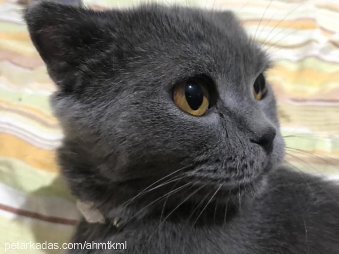 paŞa Erkek British Shorthair