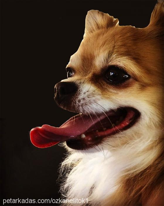 Çiko Erkek Chihuahua