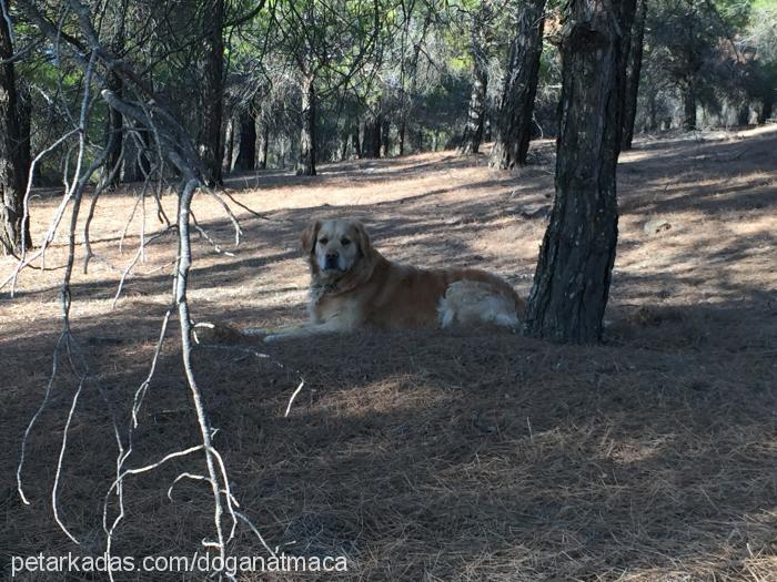 forest Erkek Golden Retriever