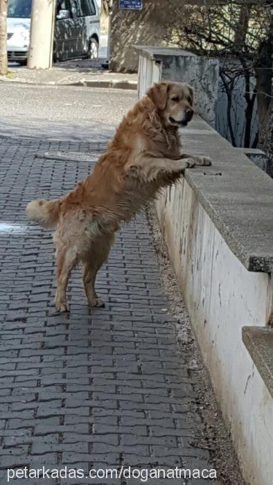 forest Erkek Golden Retriever