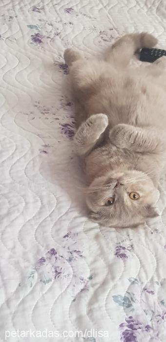 lisa Dişi Scottish Fold