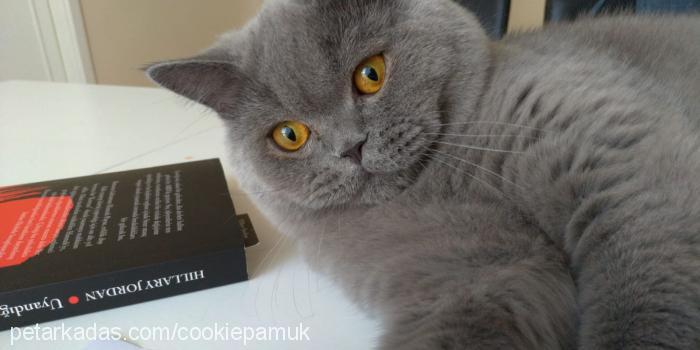 cookiepamuk Erkek British Shorthair