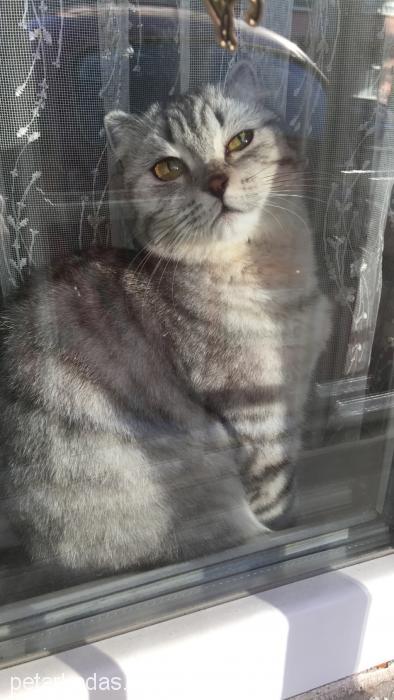 duman Dişi Scottish Fold