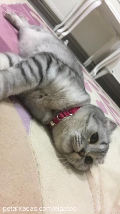 duman Dişi Scottish Fold