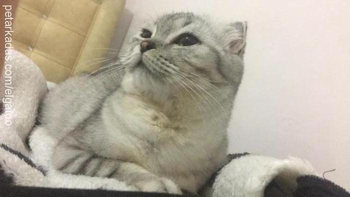 duman Dişi Scottish Fold