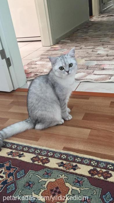 yildiz Dişi British Shorthair