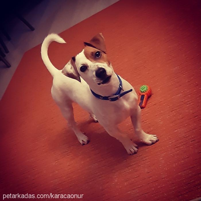 archi Erkek Jack Russell Terrier