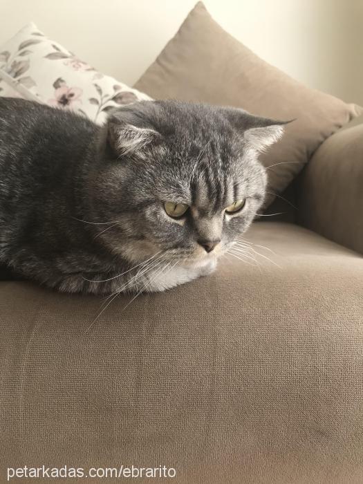 gres Erkek Scottish Fold