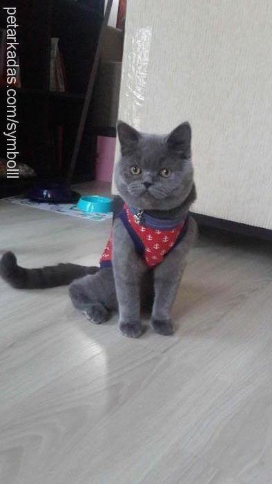 casper Erkek British Shorthair